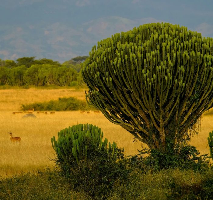 Paisaje verde en Uganda