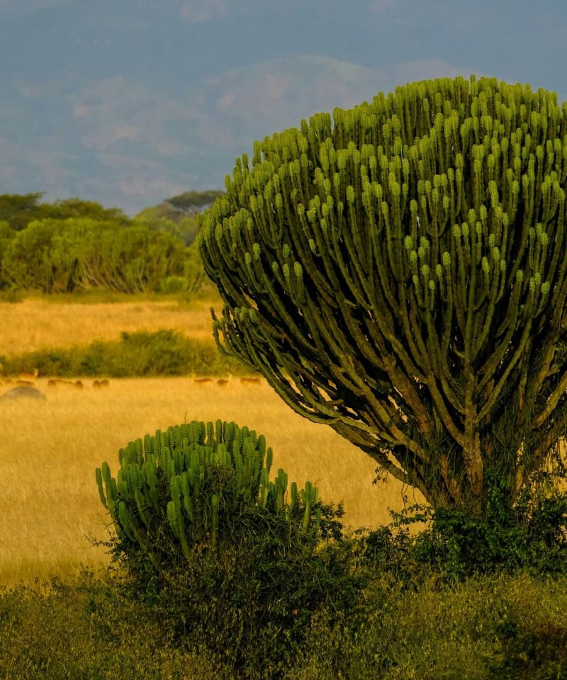 Paisaje verde en Uganda
