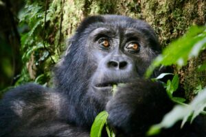 Gorila de montaña a conocer en nuestros viajes a Uganda y Ruanda