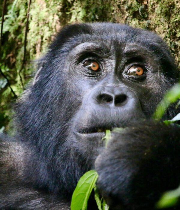 Gorila de montaña a conocer en nuestros viajes a Uganda y Ruanda