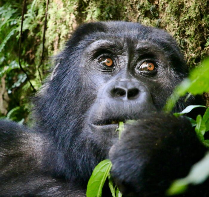 Gorila de montaña a conocer en nuestros viajes a Uganda y Ruanda