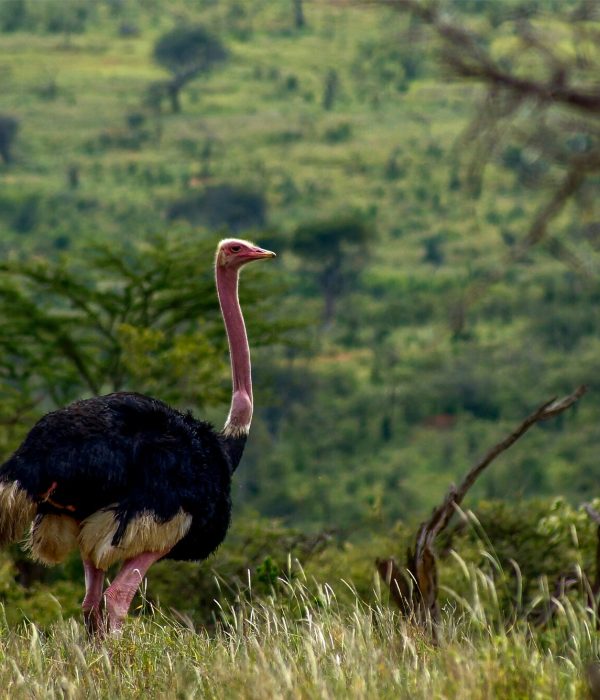 Viajes a Kenia