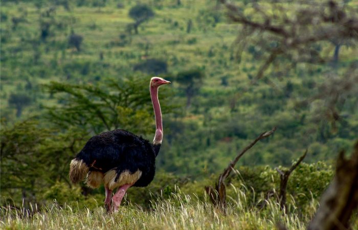 Viajes a Kenia