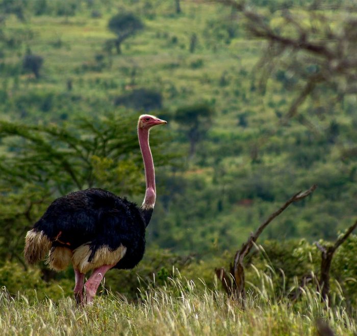 Viajes a Kenia