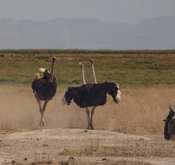 Viajes a Kenia