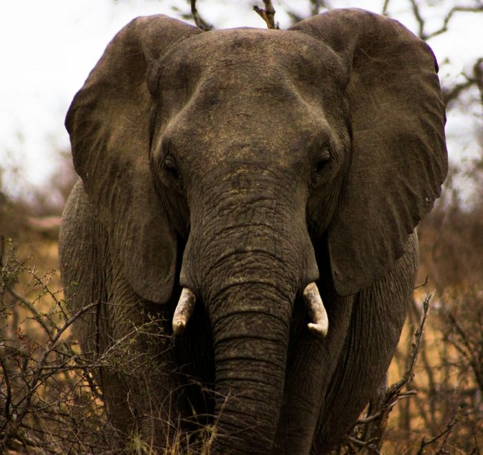 Elefante en el P.N. Kruger. Sudáfrica