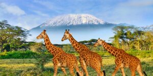 Kenia. Parque Nacional Tsavo