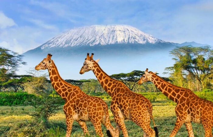 Kenia. Parque Nacional Tsavo